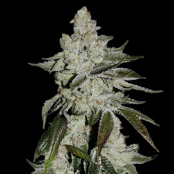 Auto Cookies Feminized Cannabis Seeds