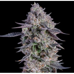 White Runtz Cannabis Seeds