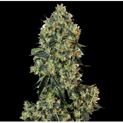 Auto Double OG Kush Cannabis 