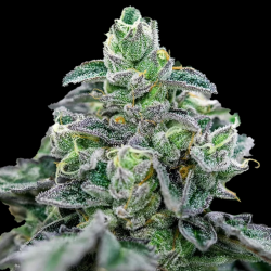Auto Mandarin Cookies Cannabis Seeds Feminized	
