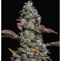Auto OG Jack Cannabis Seeds Feminized	