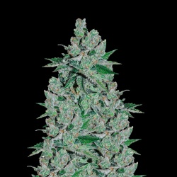 Auto Double Jack Cannabis Seeds Feminized