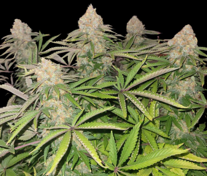 Cultiver du cannabis pour les débutants