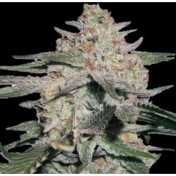 auto northern x og kush seeds