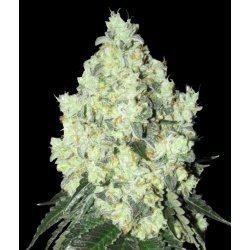 OG Kush Fast Version Cannabis Seeds Feminized