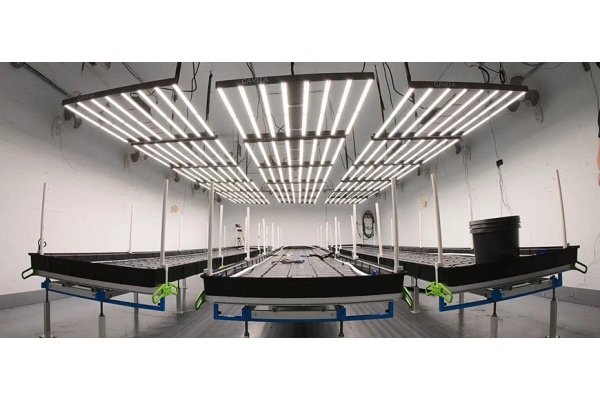 How To Choose The Best Grow Lights For Indoor Growing