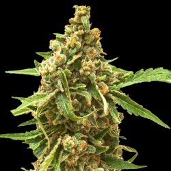 Auto Northern Lights Kush