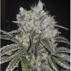 Double Cookies Auto