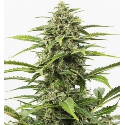 Auto Critical X Northern Lights Cannabis Seeds Feminized	