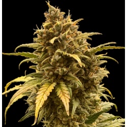Auto Jack Afghan Cannabis Seeds Feminized