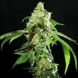 CBD Cannatonic Feminized