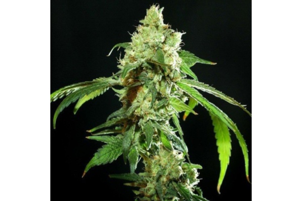 Meilleures graines de marijuana à cultiver aux États-Unis : Top 10 des variétés à forte teneur en THC pour les jardins intérieurs et extérieurs (Guide 2024)