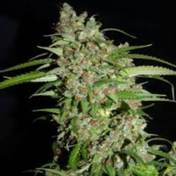 Auto Hazy Daze cannabis