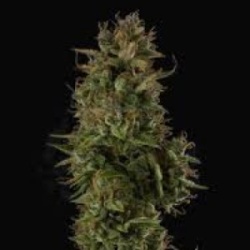 Auto Sherbet cannabis