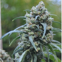 Auto Cinderella 99 Cannabis