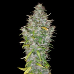 Island Sweet Skunk Cannabis