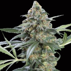 CBD Stephen Hawking Kush