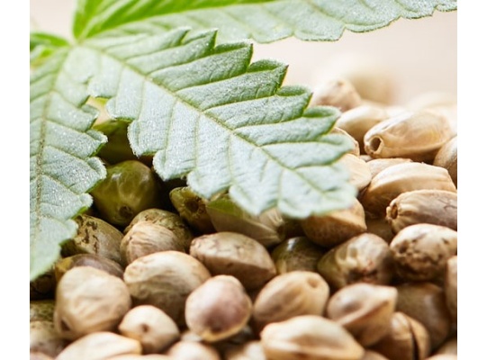 How to Store Cannabis Seeds - How Long They Last and the Best Method