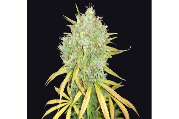 Avis sur la variété 24K Gold Autoflower : effets, saveurs et culture