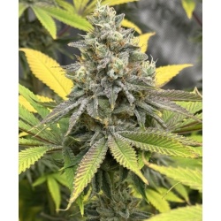 Planet Of The Grapes Feminized Cannabis 