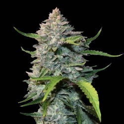 24 Caret Tangie Cannabis Seeds Feminized	