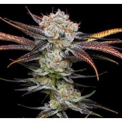 Banana Punch Cannabis Seeds Feminized