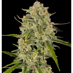 Blackberry Runtz Cannabis Seeds Feminized