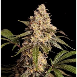 Full gas Cannabis Seeds Feminized