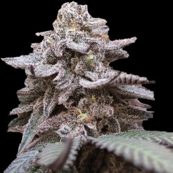 Mimosa Cannabis Seeds Feminized
