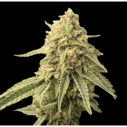 Thunder Banana Autoflower Cannabis Seeds