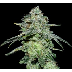 Vanilla Frosting Cannabis Seeds Feminized