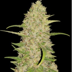 Frosted Gelato Cannabis Seeds Feminized