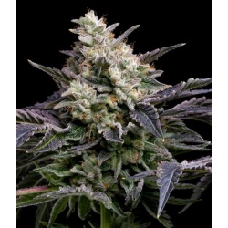 GMO Cookies Fast Version Cannabis Seeds Feminized