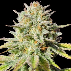 Gorilla Glue Fast Version Cannabis Seeds Feminized