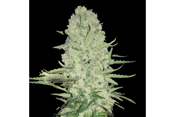 White Widow : saveurs, effets et guide complet de culture