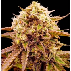 appalachian_kush_seeds fast version cannabis seeds feminized