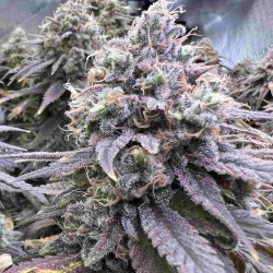 Blue Dream Cannabis Seeds Feminized