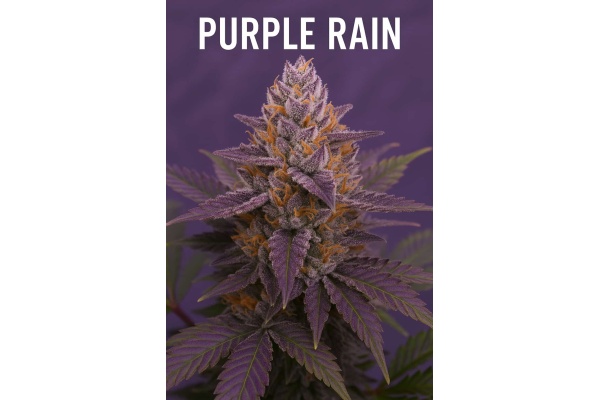 Purple Rain Strain Review & Grower’s Guide - QCS