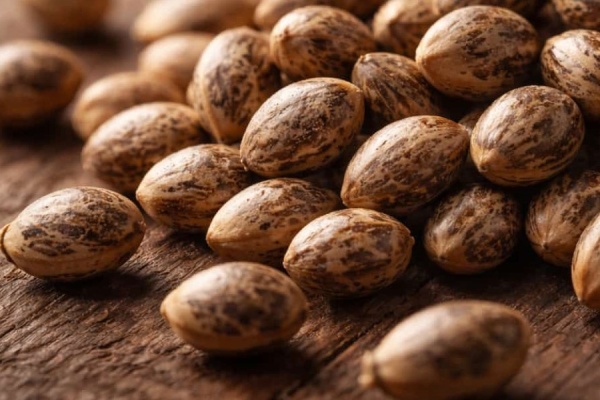 Essential Tips for Germinating Weed Seeds