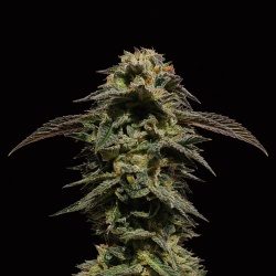 High Octane Feminized Cannabis Seeds