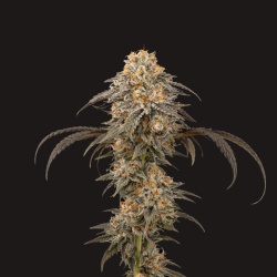 Purple Afgani Feminized Cannabis Seeds