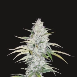 Critical Feminized Cannabis Seeds