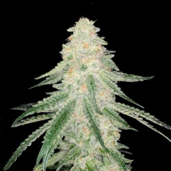 SFV OG Fast Version Feminized Cannabis Seeds