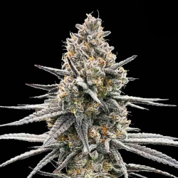 Colombian Red Feminized Cannabis Seeds