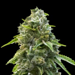LA Confidential Autoflower Cannabis Seeds Feminized