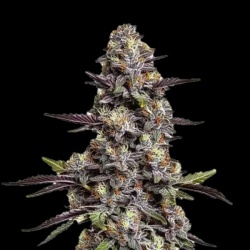 NY Purple OG Feminized Cannabis Seeds | OG Kush × Purple Kush