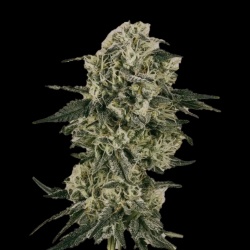 Gold Leaf Autoflower Feminized Cannabis Seeds