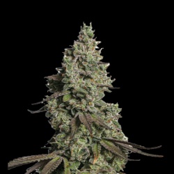 Moby GSC Autoflower Feminized Cannabis Seeds