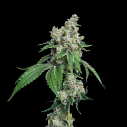 Gas Face Autoflower Feminized Cannabis Seeds