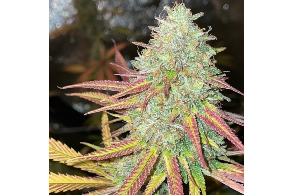 Fruity Pebbles 2.0 Strain Review: THC, Effects, Flowering Time & Yield